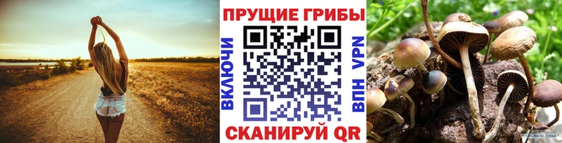 Псилоцибиновые грибы GOLDEN TEACHER  Купить где  Инсар 